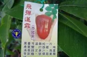 ╭＊田尾玫瑰園＊╯水果苗---(飛彈型蓮霧)