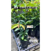 頂耀園藝 優質四季香桂花苗