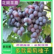 💗台灣現貨現發💗 各種葡萄種子 提子種子 盆栽水果提子 室內 陽臺 盆栽 庭院四季播 葡萄種子大全