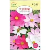 (店+)【天橙種子】大波斯菊種子 F-281 混合色  全年可播種 花卉類種子 天星牌 穗耕種苗 家庭園藝 彩色原包裝