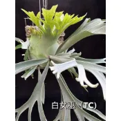 [蕨的想買就買] P. White witch 白女巫/鹿角蕨/上板植物/蕨類/植株/植栽/造景/水晶板/窗邊植物