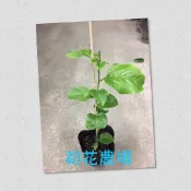 初花農場|滿天星百香果(甜的)、黃金百香果(甜的)、台農一號百香果(酸甜)、親蜜88、親蜜99、大果黃金百香果|嫁接苗