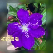 初花農場2店｜紫牡丹｜巴西野牡丹｜蒂牡丹｜蔓性野牡丹｜3寸黑軟袋/5寸盆｜植株怕悶，建議宅配｜耐熱好照顧，四季開花｜