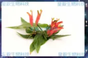 皇毅生物科技 憂遁草葉子含梗(沙巴蛇草葉子含梗)台灣種植