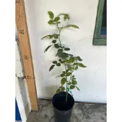 亞伯拉罕達比 玫瑰花 經典的杯狀花型 花色隨著環境變化  呈現出杏粉紅色 有濃郁的果香 蔓性濃香