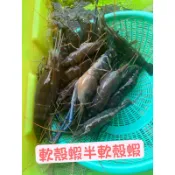 魚塭現抓，泰國蝦急速冷凍半軟殼軟殼蝦，一斤約8–14隻（購買五斤以上下標區）