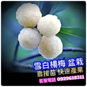 ✅雪白楊梅✅靠接苗盆栽✅Myrica rubra 大果水晶白楊梅 樹梅 樹莓 白楊梅 楊梅 楊梅苗 東魁 黑糖楊梅