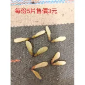 「安琪兒手作工作坊」，青楓種子/可種植或當手作素材