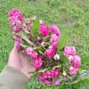 玫瑰花苗（葡萄園之歌）月季 薔薇 玫瑰花 3~4吋盆