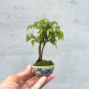 小品盆栽-日本櫸樹 三幹 日本盆