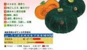 ↖　日本栗坊   栗子南瓜　(種子)　↗