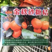 正品嫁接苗 金秋砂糖橘 砂糖橘 樹苗 無籽砂糖桔 黃金砂糖桔 無子 沙糖橘 沙糖桔 蜜橘 盆栽 不是愛媛30 蜜桔 蜜柑