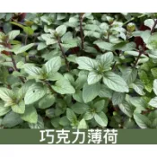【JEWEL'S茱兒小舖】 薄荷香料植物 荷蘭綠薄荷 5吋盆 植株盆栽葉子 苗 盆栽 5吋盆 盆景園藝
