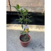 田尾詠泉農園/6寸盆/日本香水桂花