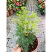 霏霏園藝蓬萊松（松葉武竹），賺錢很很莘鬆種在家門口招財進寶-招貴人-很價200