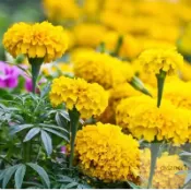 🌱 萬壽菊種子  四季開花 發芽率高 易養活 菊花種子 花卉種子 耐寒耐熱 觀賞花卉 庭院陽台盆栽種子