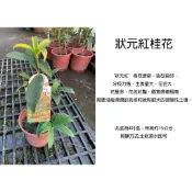 心栽花坊-狀元紅桂/狀元紅桂花/桂花/桂花品種/開花植物/5吋盆/綠化植物/綠籬植物/特價180