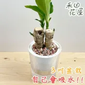 禾田花屋 | 巴西鐵樹 | 3吋條紋杯子盆 | 室內植物 免頻繁澆水 懶人盆栽 室內盆栽 自動吸水盆栽 桌上盆栽