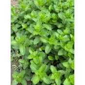 建方松園 新鮮薄荷葉 500g 當天採當天寄