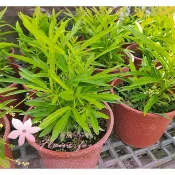 芙菈朵森林 印尼防蚊樹 驅蚊樹 5-6吋盆 觀葉植物 綠化植物