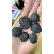❗️大特價❗️木鱉果種子（越南種、台灣種）