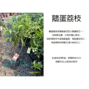 心栽花坊-鵝蛋荔枝/超取會斷頭/4吋盆/高壓苗/荔枝/水果苗/特價460