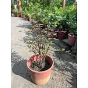 頂耀園藝 芳香萬壽菊 6吋盆