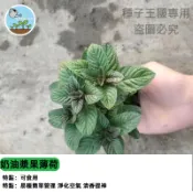 奶油漿果薄荷種子 食用驅蚊觀賞盆栽種植~春秋種植~蔬菜香料種子 室內陽台好種 新手推薦  廚房香料