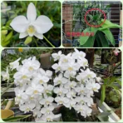 【蘭蕨雨林】Phal. aphrodite alba (from Puyuma=卑南，音譯普悠瑪)，台灣卑南阿嬤白變種