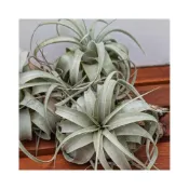 (店+)開心農元-空氣鳳梨- 超人氣 🔥 霸王鳳 🍍xerographica
