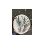 (店+)空氣鳳梨 小精靈x 貝可利