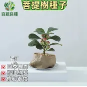 菩提樹種子 高發芽客廳鎮宅招財運植物 菩提種苗菩提子種子 小盼菩提樹種子 桌面盆栽 文雅情趣 陶冶情操植物 盆栽 觀賞