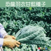 【花園城堡】恐龍羽衣甘藍種子Kale(義大利名菜) 義大利羽衣甘藍 約30粒 種子 營養豐富