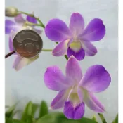 秋石斛”藍精靈‘’成熟株-不帶花