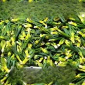 💕臺灣出貨 代購💕 【特級新A貨】今年特級蓮子芯茶特一級純天然新鮮 PWFS