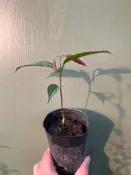 ★綠霖園藝★香波果 高度15公分 水果樹苗/新興果樹/果苗/嫁接/植物/盆栽