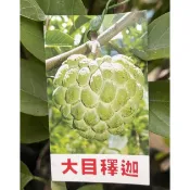 大目釋迦/嫁接苗/永吉種苗園