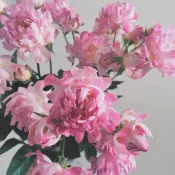 綠島花坊|日本 海葵海的女兒  超新品 切花月季玫瑰花苗  多頭開花 抗病勤花 花卉