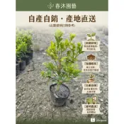 🌿春沐園藝🌿（現貨）3吋盆米蘭花/樹蘭（Aglaia odorata) 淡雅米香/居家/陽台首選/陽台植物/開運風水