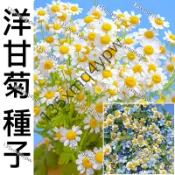 現貨【洋甘菊種子】（500粒） 四季種植 格桑菊 太陽花 波斯菊種子 滿天星 庭院野花花海 四季種植 觀賞花卉種子