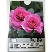 花花世界_玫瑰苗--陶醉 Sweet Intoxication--強香/3.5吋黑軟盆/高10~30公分