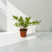 植物空間 香花植物 斑葉喜代玉3吋 黃梔子 玉堂春 極小葉品種