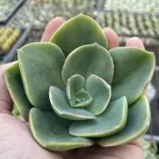 3吋盆規格【德雷砍頭株】多肉植物|多肉|療癒小物| 組盆|［Xuan肉園］