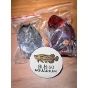 「60 AQUARIUM」  水族飼料/冷凍鴿子肉 一隻裝  活體冷凍  夾鏈袋包裝