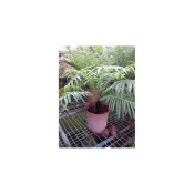 (店+)花森好市-蕨類植物--美人蕨--**富貴蕨**5-6吋盆/高20-30CM/ MA