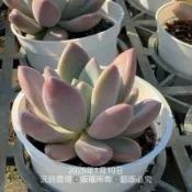 沅鈺農場  多肉植物   奧普琳娜（露養植物輕微曬傷）