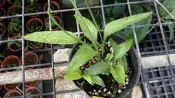慕花坊植物園  瓶爾小草（一葉草）  藥用植物 觀賞植物