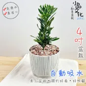小品文化｜運轉羅漢松 4吋盆栽｜免澆水盆栽 觀葉植物 室內植物 桌上盆栽 懶人盆栽 自動吸水盆栽 質感植栽｜仿瓷盆