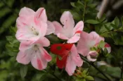 【優勢】日本皋月杜鵑苗~品種名“愛花“