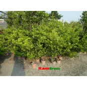 【samgreen♡】蘭嶼羅漢松/圍牆用樹/庭園造景